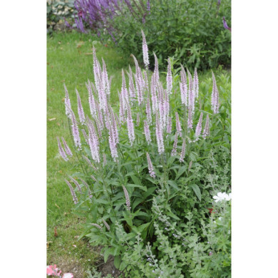 Veronica spicata 'Erika'