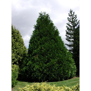Thuja plicata 'Atrovirens'