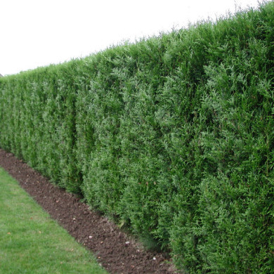 Thuja plicata 'Atrovirens'