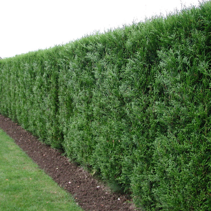 Thuja plicata 'Atrovirens'