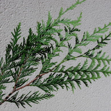 Thuja plicata 'Atrovirens'