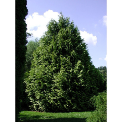 Thuja plicata 'Zebrina'