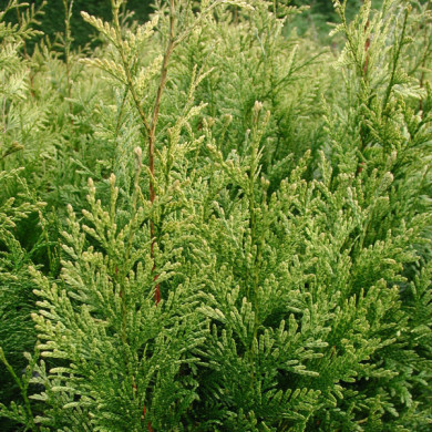 Thuja plicata 'Zebrina'