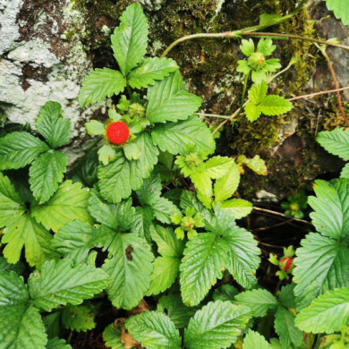 Fragaria vesca