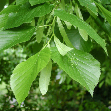 Tilia cordata 'Böhlje'