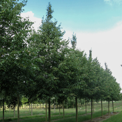 Tilia cordata 'Greenspire'