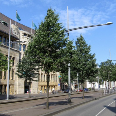 Tilia cordata 'Greenspire'