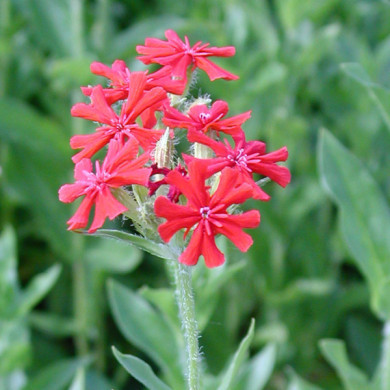 Lychnis chalcedonica