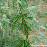 Acer saccharinum 'Laciniatum Wieri'