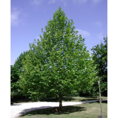 Platanus orientalis