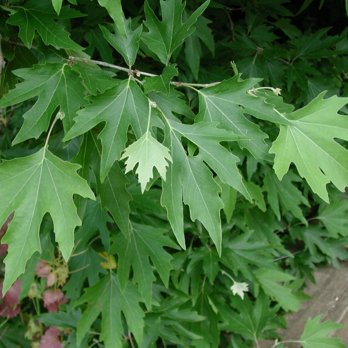 Platanus orientalis
