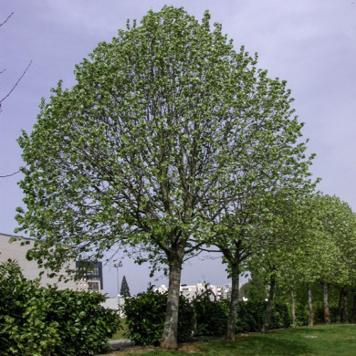 Tilia euchlora