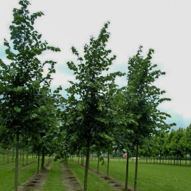 Tilia euchlora