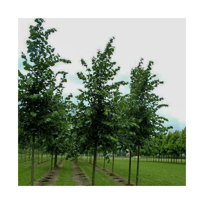 Tilia euchlora