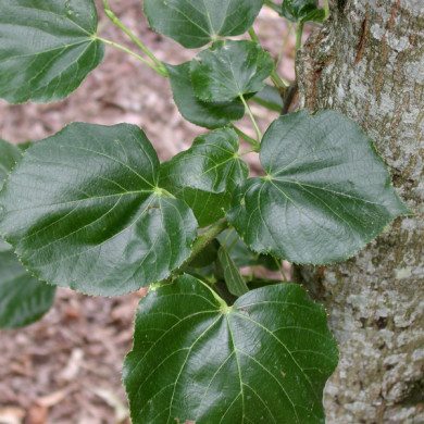 Tilia euchlora