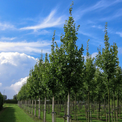 Tilia x europaea 'Pallida'
