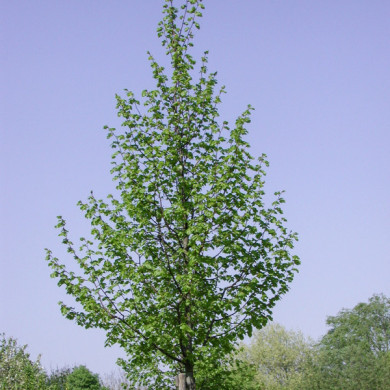 Tilia x europaea 'Pallida'