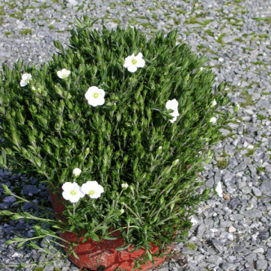 Arenaria montana