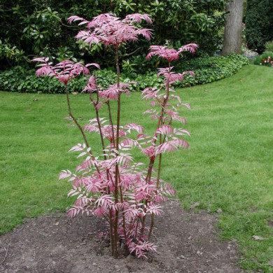 Toona sinensis 'Flamingo'