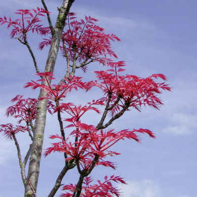 Toona sinensis 'Flamingo'