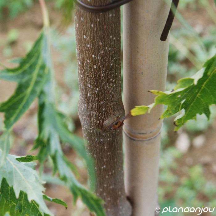 Acer saccharinum 'Laciniatum Wieri'