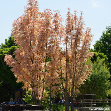 Toona sinensis 'Flamingo'