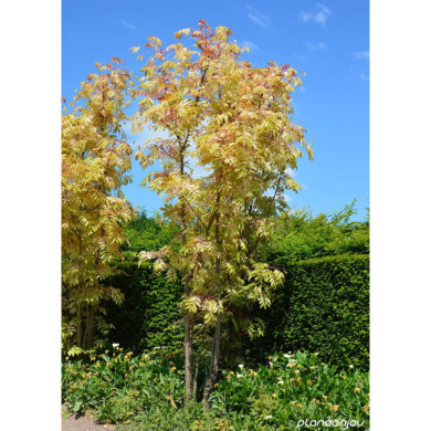 Toona sinensis 'Flamingo'