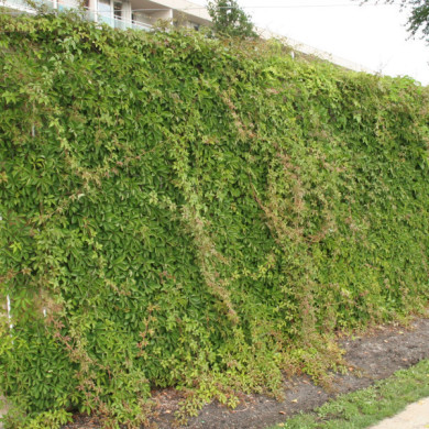 Parthenocissus henryana