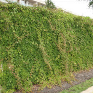 Parthenocissus henryana