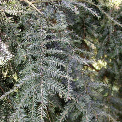 Tsuga canadensis