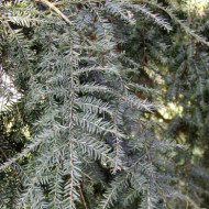 Tsuga canadensis