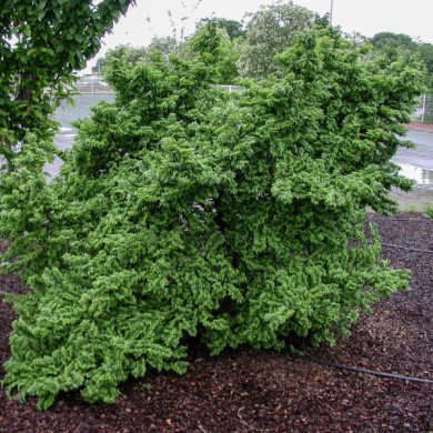 Ulmus minor 'Jacqueline Hillier'