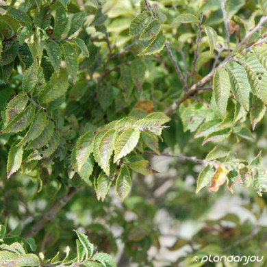 Ulmus minor 'Jacqueline Hillier'