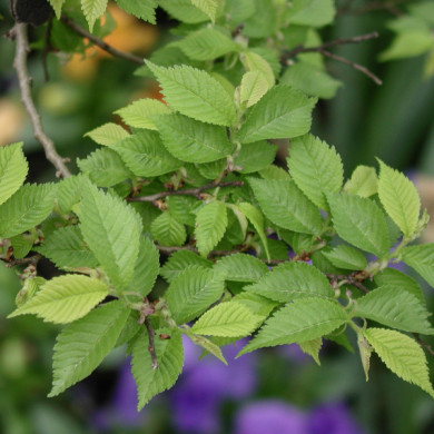 Ulmus minor 'Jacqueline Hillier'