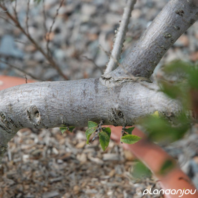 Ulmus minor 'Jacqueline Hillier'