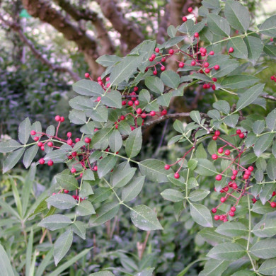 Zanthoxylum simulans