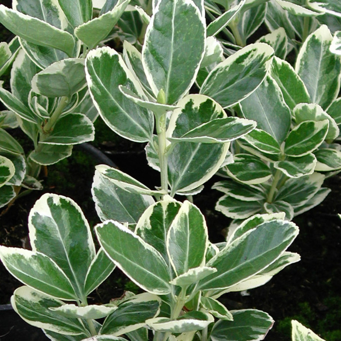 Euonymus japonicus 'Président Gauthier'