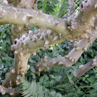 Zanthoxylum simulans