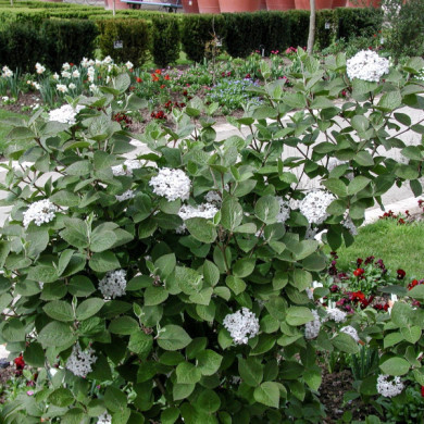 Viburnum carlesii 'Aurora'