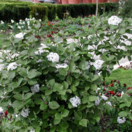 Viburnum carlesii 'Aurora'