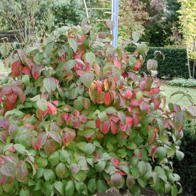 Viburnum carlesii 'Aurora'