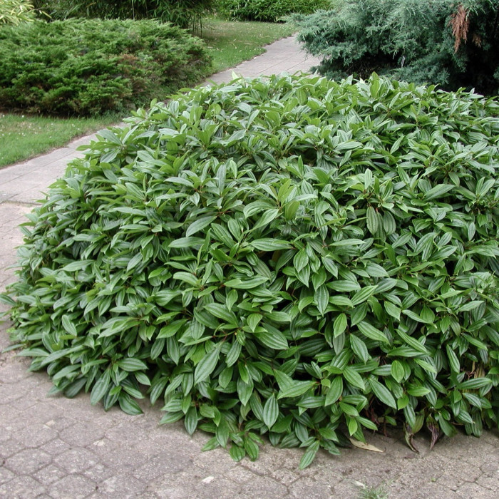 Viburnum davidii