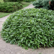 Viburnum davidii