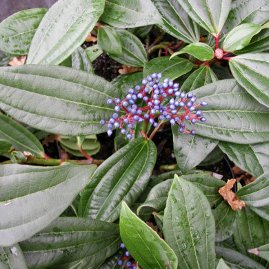 Viburnum davidii