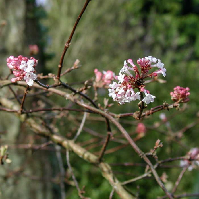 Viburnum farreri