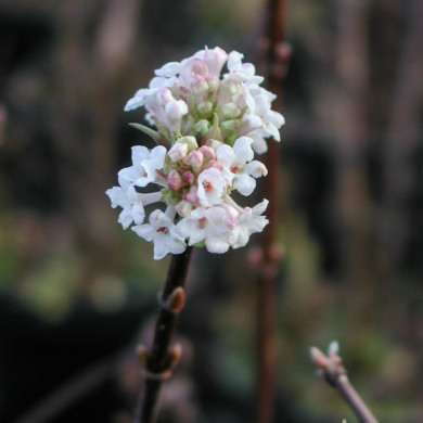 Viburnum farreri