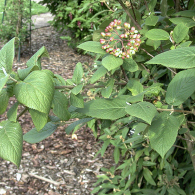 Viburnum lantana