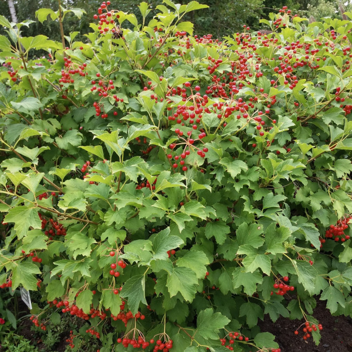 Viburnum opulus 'Compactum'