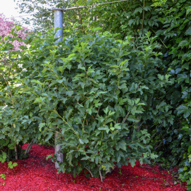 Viburnum opulus 'Compactum'