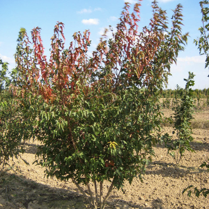 Acer tataricum subsp. ginnala